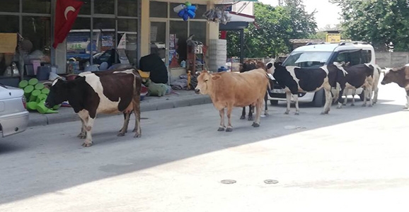 İnekler Firarda