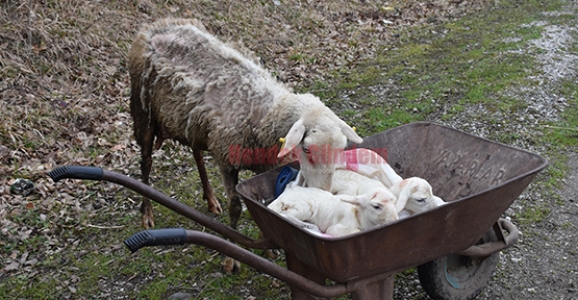 İŞTE ANNELİK BU DEDİRTTİ