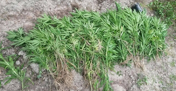 JANDARMA 2500 KÖK HİNT KENEVİRİNİ İMHA ETTİ