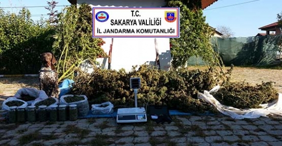  JANDARMA HENDEK’TE 70 KG UYUŞTURUCU YAKALADI
