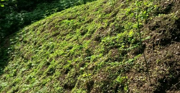 JANDARMADAN KENEVİR OPERASYONU