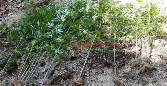 JANDARMA’DAN UYUŞTURUCUYA GEÇİT YOK