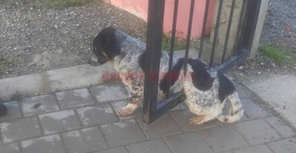 Kapıya Sıkışan Köpeği İtfaiye Kurtardı