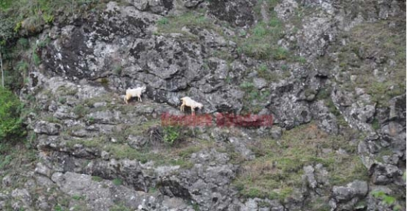 KEÇİ KURTARMA OPARASYONU