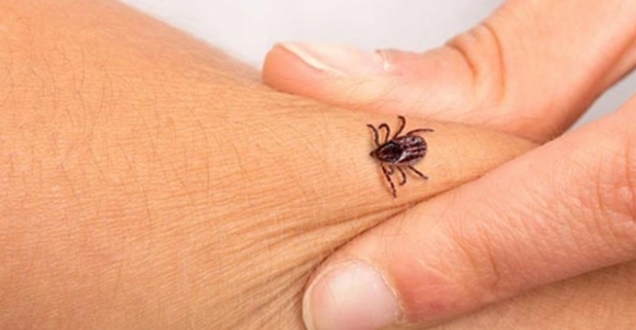 Kene’ye Dikkat Vakalar Arttı