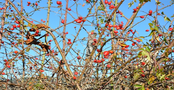 KIŞ MEVSİMİNDE KUŞBURNUNDAN ŞAŞMAYIN