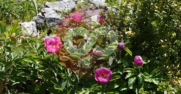 Koparmanın Cezası 61 Bin 800 TL