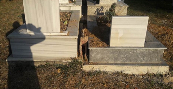 Köpekler Mezarları Kazıyor
