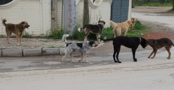 Köpeklerin Saldırısına Uğrayan Kadın Hastanelik Oldu