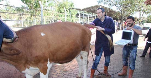 KURBANLIKLARA GEBELİK VE KİLO KONTROLÜ