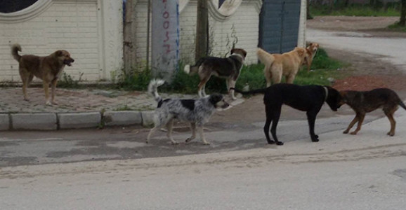 OKUL ÇEVRESİNDE GEZEN BAŞIBOŞ KÖPEKLER KORKU SAÇIYOR