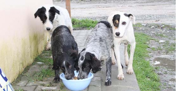 ONLARIN DA SUSADIĞINI UNUTMAYALIM!
