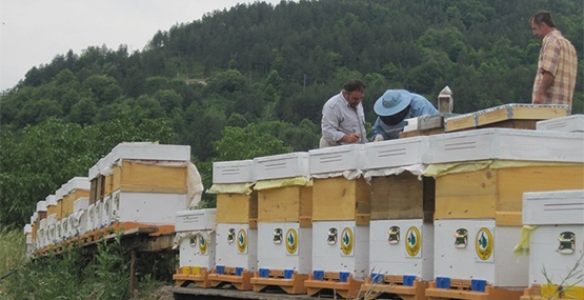 ORKÖY ARILARI BAL VERDİ