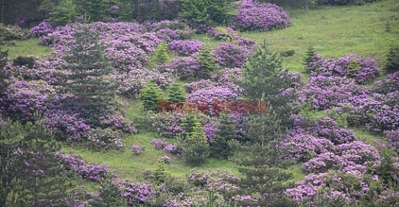 ORMANLAR RENKLENDİ ARILAR BAYRAM ETTİ