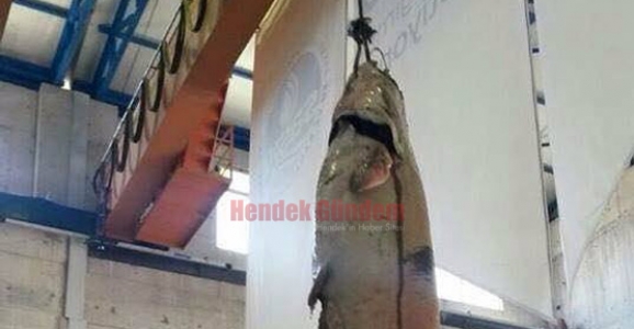 SAKARYA NEHRİNDE DEVASA YAYIN BALIĞI