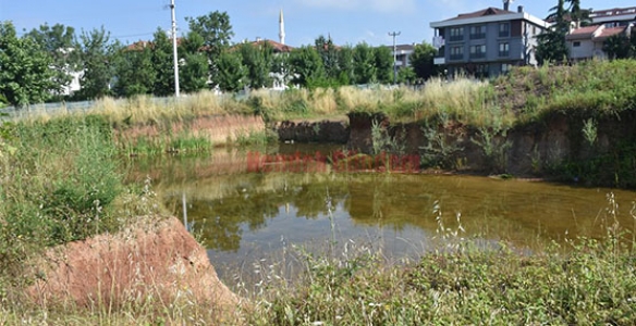  Sarıdede’den Kurbağa ve Sinek Şikayeti