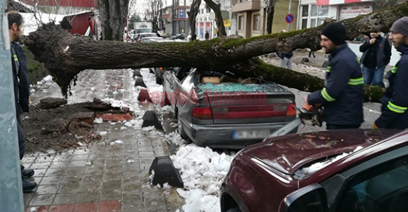 Şiddetli Rüzgâr Hendek’te Ağaç Devirdi