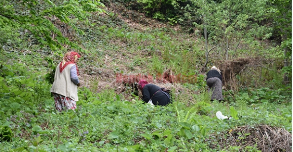 Şimdi Kaldirik Zamanı