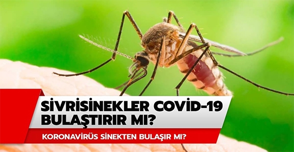 Sivrisineklerden Koronavirüs Bulaşır Mı?