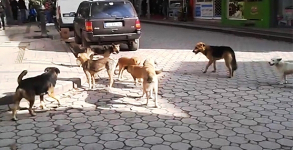 SOKAK ÇETESİ KORKU SALIYOR