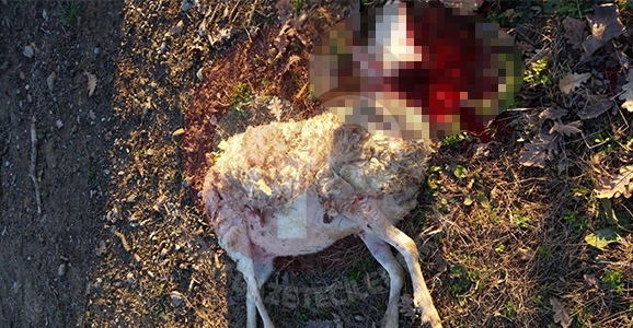 Sokak Köpekleri Saldırdı 3 Koyun Telef Oldu