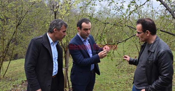 SUNMAN, FINDIK BAHÇELERİNİ İNCELEDİ