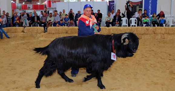 Tarım ve Hayvancılığın Kalbi Hendek'te Atacak