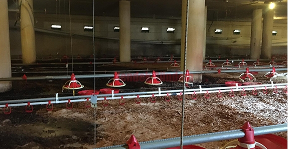 Tavuk Çiftliğine Sıçrayan Kıvılcım Yangına Neden Oldu