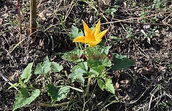 Havalara Aldanan Kabak Çiçek Açtı