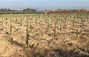 Hendek Bölgenin En Modern Fidanlığı Olacak