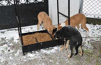 Hendek Ülkü Ocakları Can Dostları Unutmadı