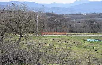 Kargalar Güneşin Tadını Çıkardı