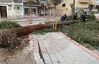 Şiddetli Rüzgâra Dayanamadı