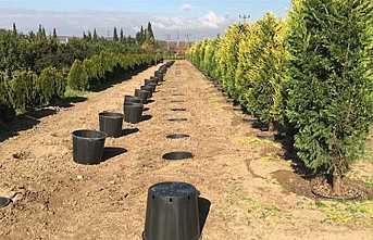 Ülkemizde Bir İlk Hendek Fidanlığında uygulandı