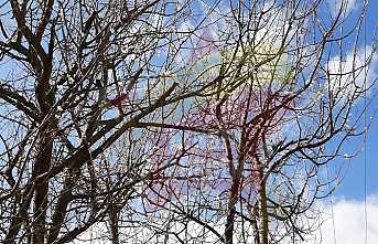 Ağaçlar Mevsimleri Şaşırdı