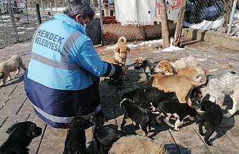 Hendek Belediyesi Can Dostlarını Unutmuyor