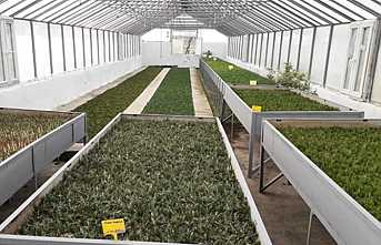 Hendek’te Çelikle Fidan Üretimi Devam Ediyor