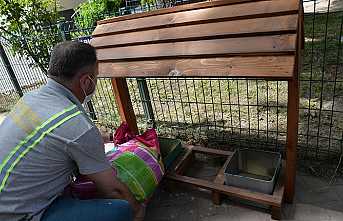 200 Can Dosta Yeni Yuva