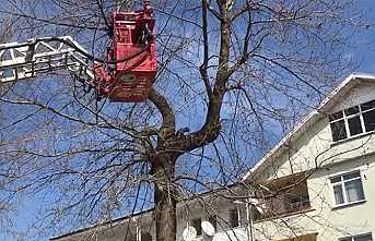 Ağaçta Mahsur Kalan Kediyi İtfaiye Kurtardı