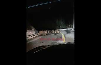 Domuzlar Dikmen Grup Yoluna İndi