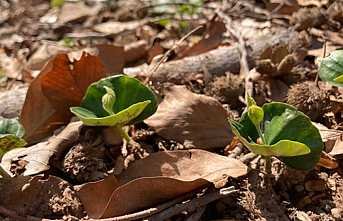 Kayın Gençlikleri Boy Gösterdi
