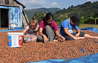 Fındık Destek Ödemeleri Başladı