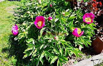 Şakayık Çiçekleri Açtı