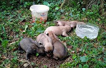 SAKE’den Şevkat Eli