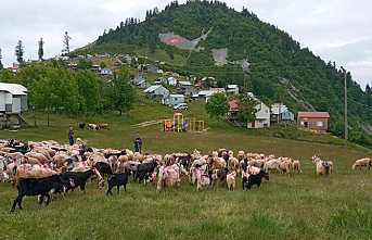 Dikmen’de 114 Yıllık Yayla Yolculuğu