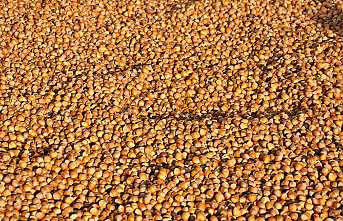 2021 yılı için fındık alım fiyatı açıklandı