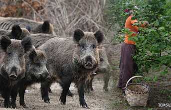 Fındık Toplarken Domuz Saldırdı