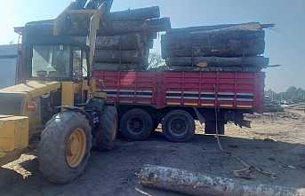 Tomruk Altında Kalan İşçi Kurtarılamadı