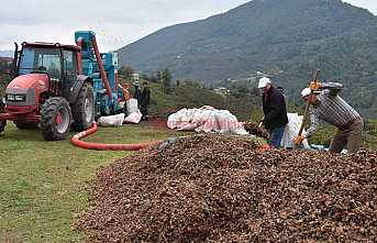 Zirvede Fındık Hasattı Devam Ediyor