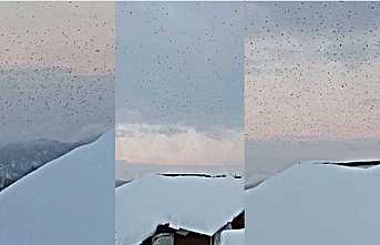 Sakarya’nın Zirvesinde Sığırcıkların Dans Şovu